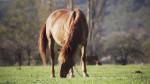 horse-grazing-2500w-150